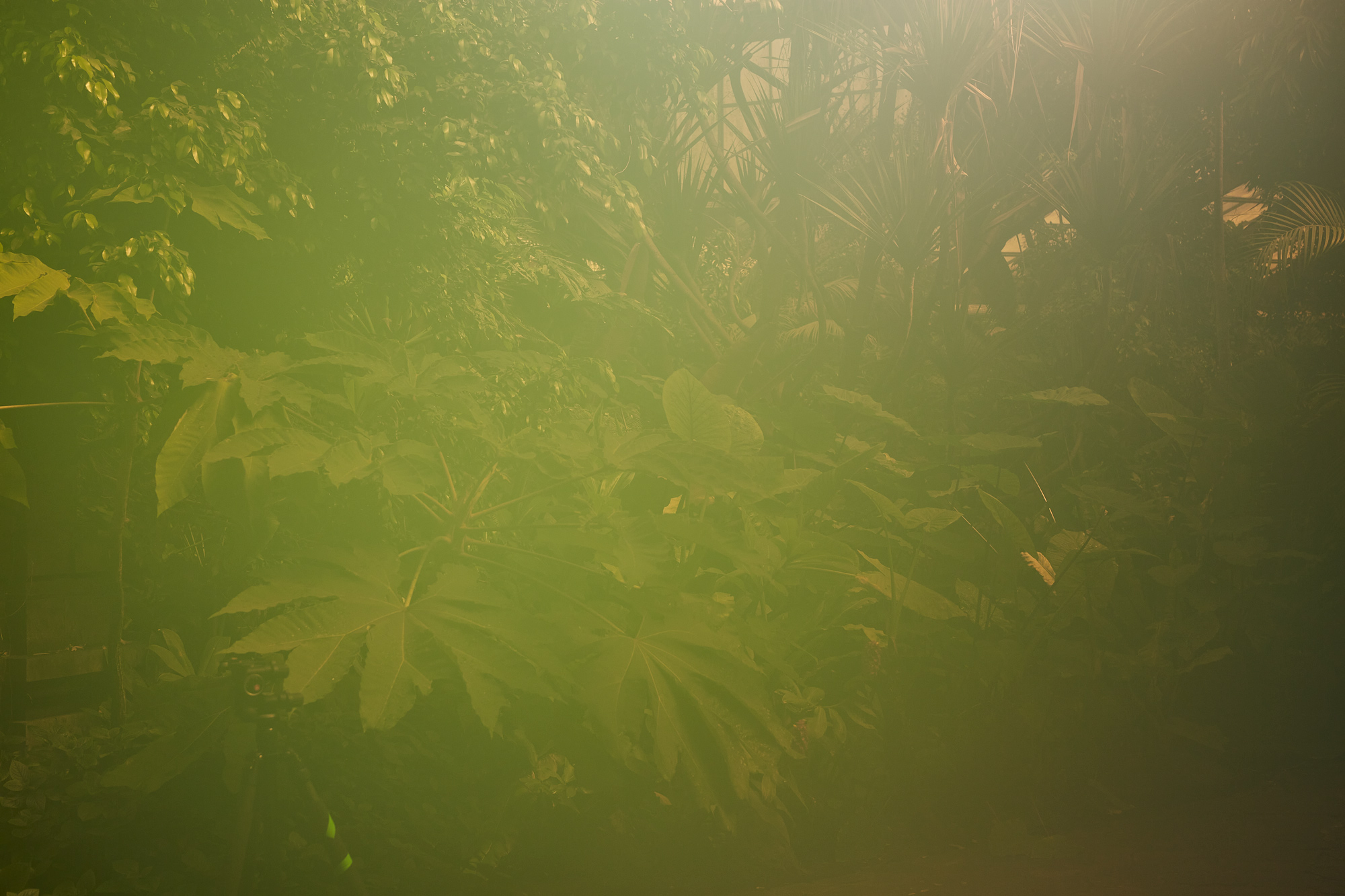 The Iron Lung Quintet at Weltvogelpark Walsrode Henriette Pogoda